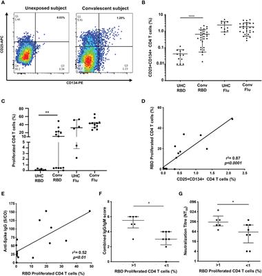 High titre neutralizing antibodies in response to SARS–CoV–2 infection require RBD–specific CD4 T cells that include proliferative memory cells